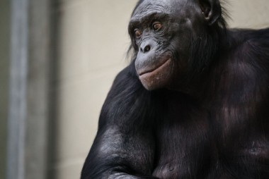 Istnienie bonobo jest istotne dla antropologii, seksuologii i literatury