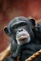 Mroczne pożądanie na planecie małp